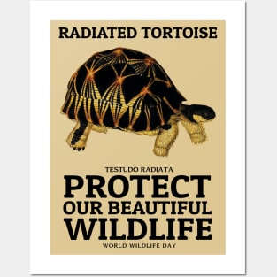 Radiated tortoise Posters and Art